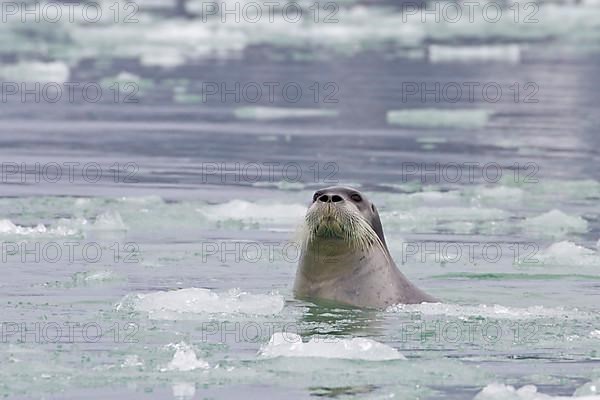 Bearded seals