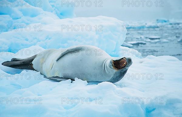 Crab-eating seal