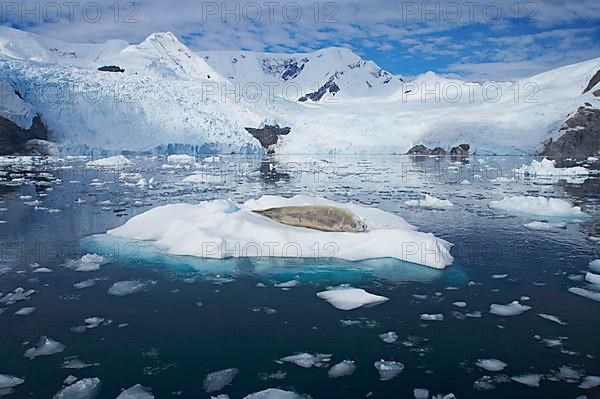 Crab-eating seal