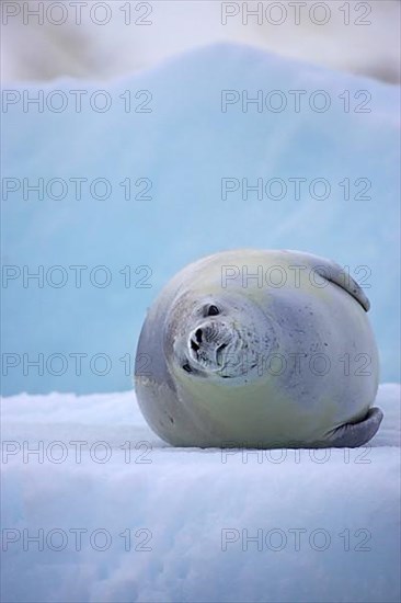 Crab-eating seal