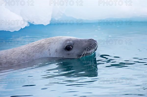 Crab-eating seal