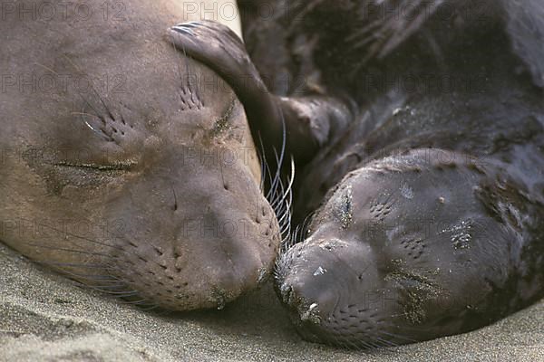 Northern Elephant Seal