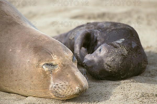 Northern Elephant Seal