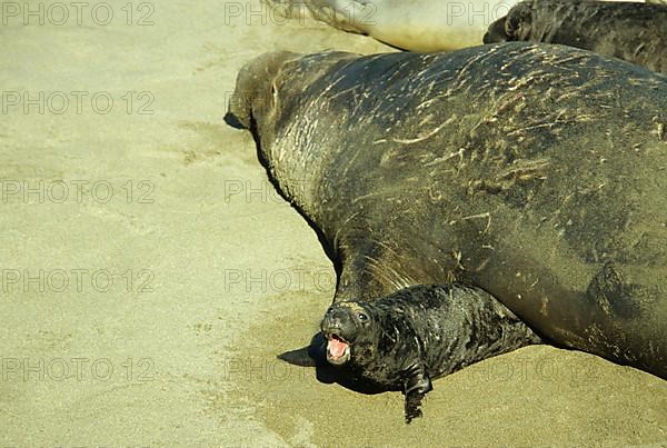 Northern Elephant-seal