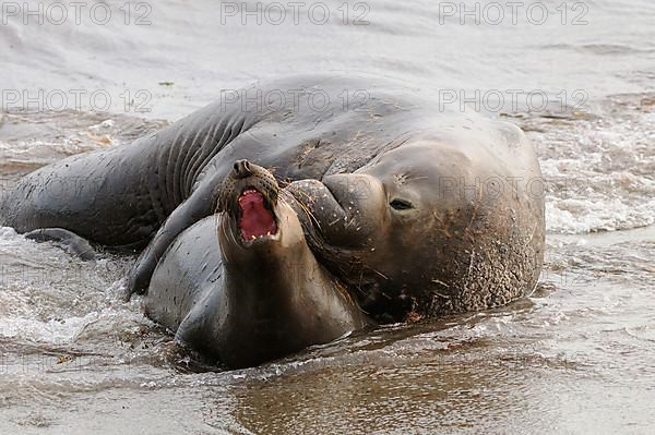 Northern elephant seal