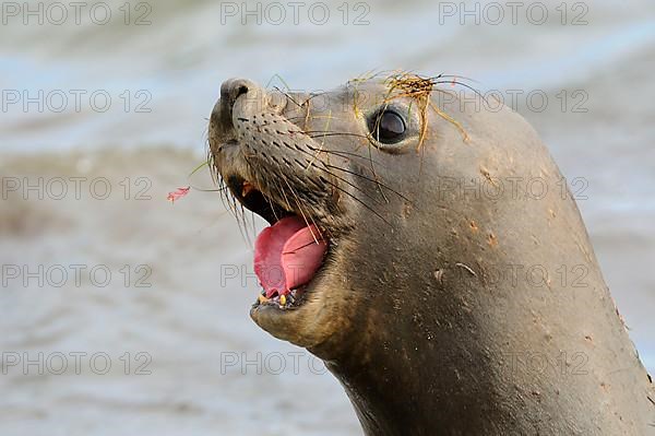 Northern elephant seal