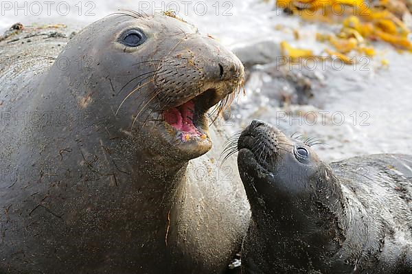 Northern elephant seal