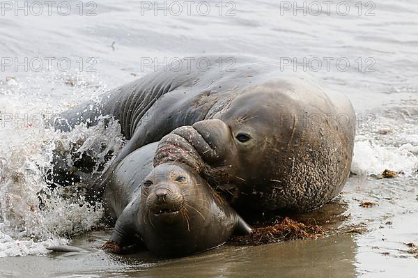 Northern elephant seal