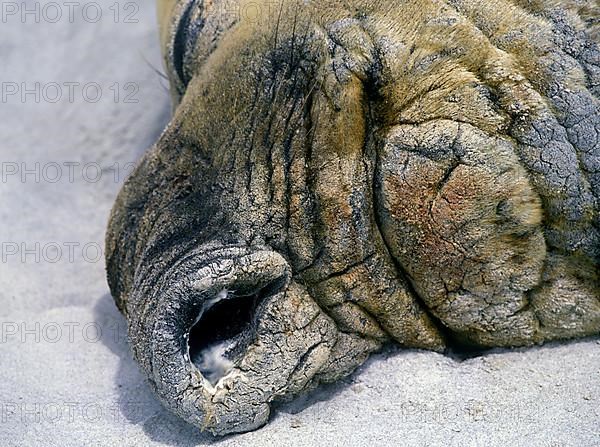 Southern elephant seals