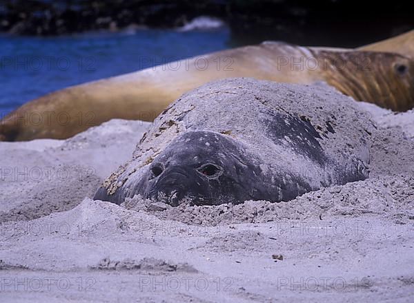 Southern elephant seals