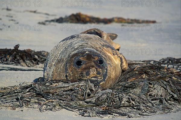 Southern elephant seals