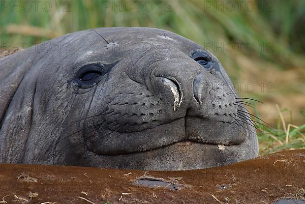 Southern Elephant Seal