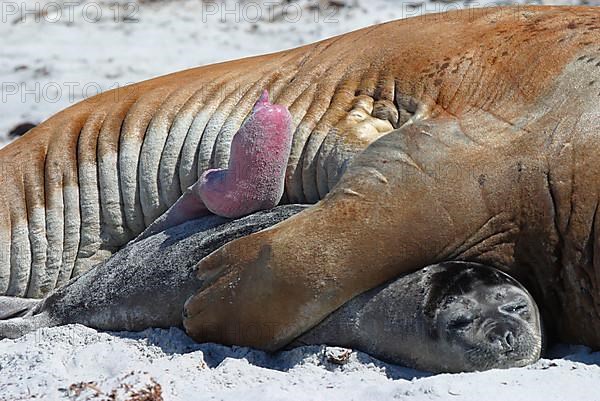 Southern elephant seal