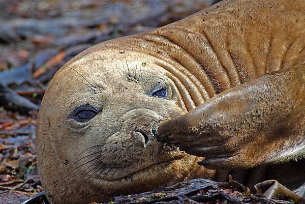 Southern Elephant Seal