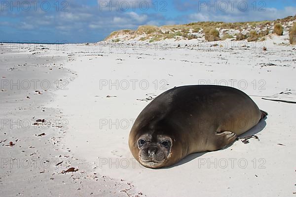 Southern Elephant Seal