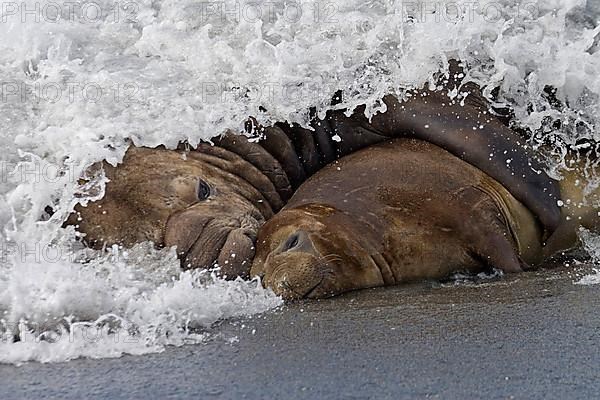 Southern elephant seal