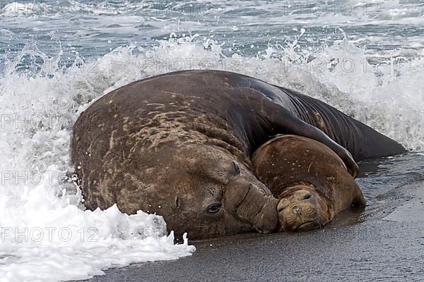 Southern elephant seal