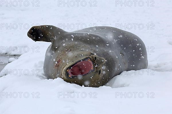 Southern elephant seal