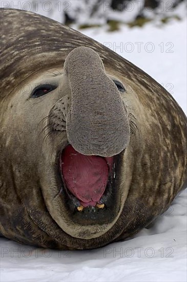 Southern elephant seal