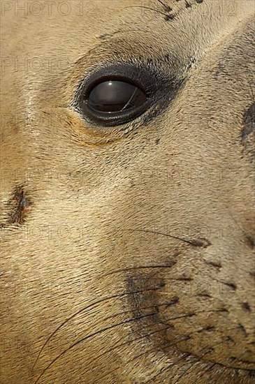 Southern elephant seal