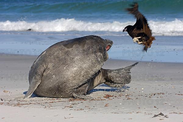 Southern elephant seal