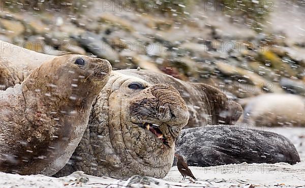 Southern Elephant-seal