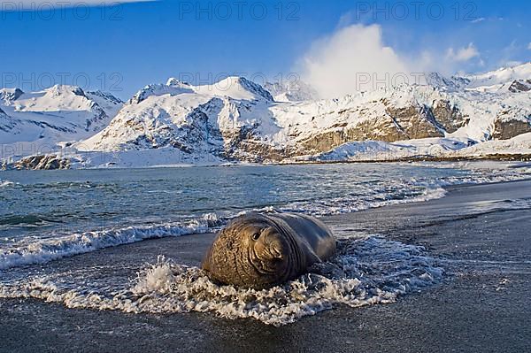 Southern Elephant-seal