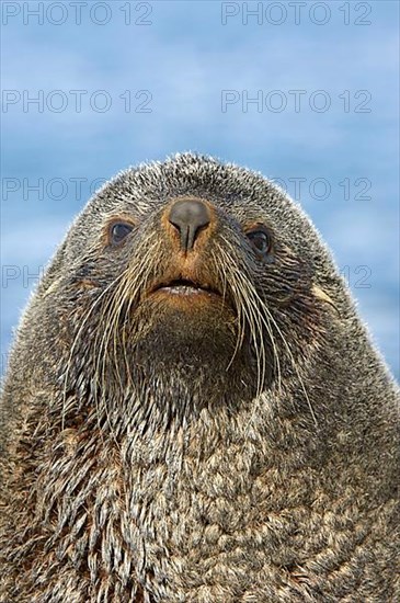 Kerguelen fur seal
