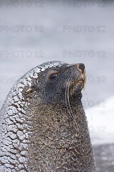 Kerguelen fur seal