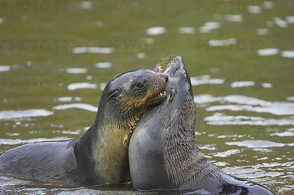 Kerguelen fur seal