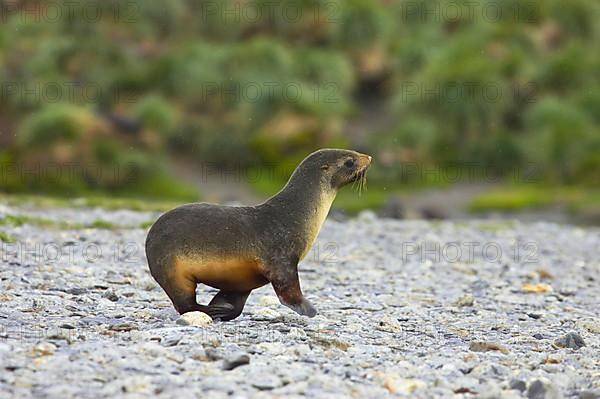 Kerguelen fur seal