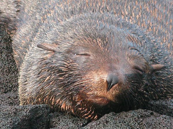 Galapagos Sea Bear