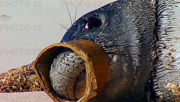 Hawaiian monk seal