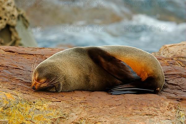 New Zealand fur seal