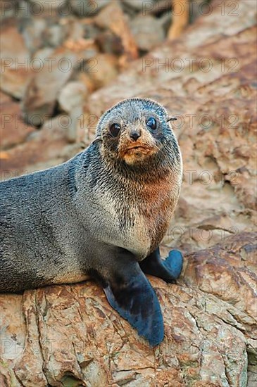 New Zealand fur seal