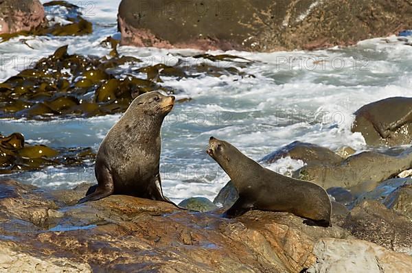 New Zealand fur seal