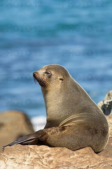 New Zealand fur seal