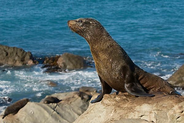 New Zealand fur seal