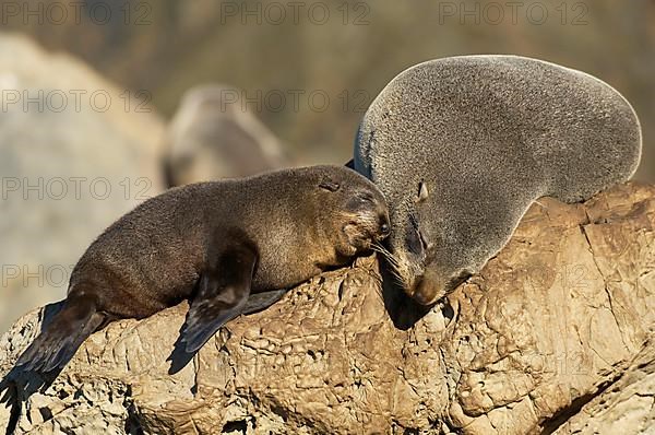 New Zealand fur seal