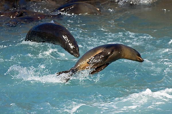 New Zealand fur seal