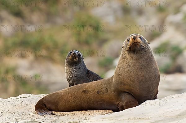 New Zealand fur seal