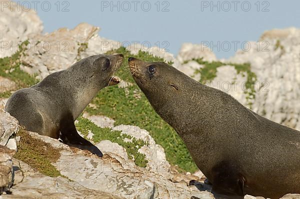 New Zealand fur seal