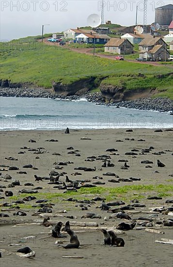 Northern Fur Seal