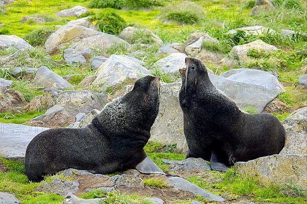 Northern Fur Seal