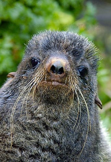 Northern Fur Seal