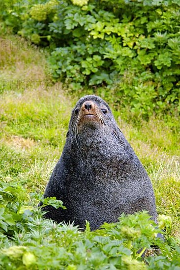 Northern Fur Seal