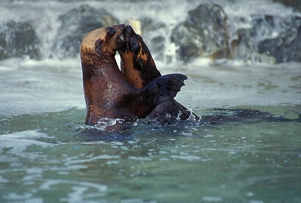 South African fur seal