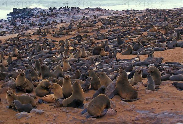 South African fur seal