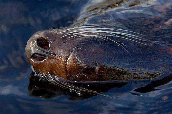 South american fur seal