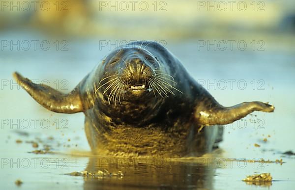 Grey Seal